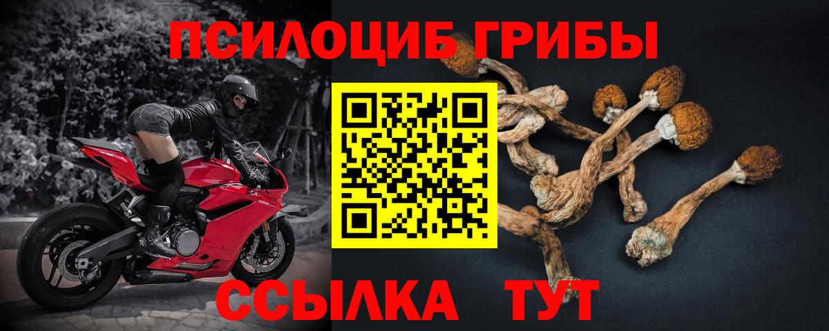 Галлюциногенные грибы Psilocybe Ростов-на-Дону